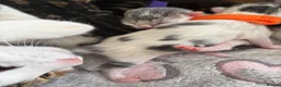Domestic Shorthair cats for sale: A Stunning Litter Of Six Newborn Kittens  - Advert 16