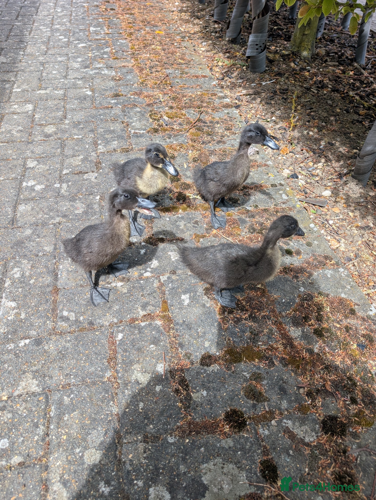 Ducks poultry Cayuga ducklings  - Advert 1