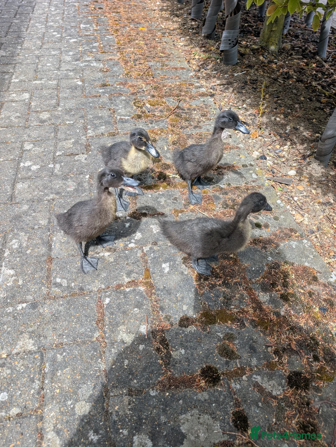 Ducks poultry for sale: Cayuga ducklings  in Cambridge - Advert 1