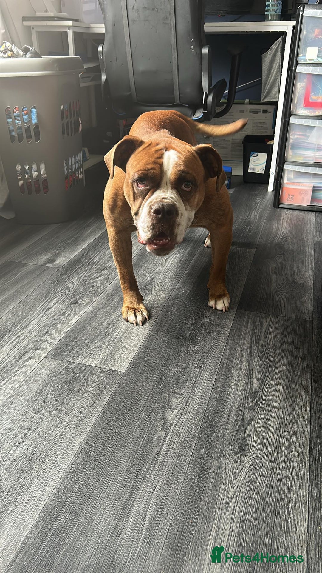 Mixed Breed dogs for sale: Old English bulldog/japanese Akita husky puppies - Image 6