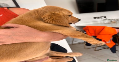 Golden Retriever dogs - Advert 6