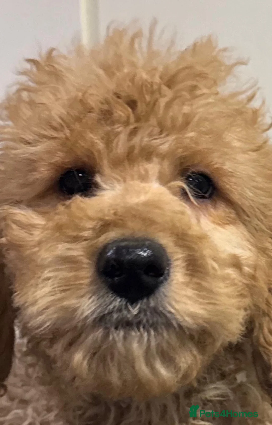 Mini Goldendoodle dogs for sale: Healthy confident stunning puppies - Advert 10