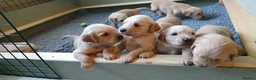Golden Retriever dogs for sale: 8 Golden Retriever puppies for sale. - Advert 3