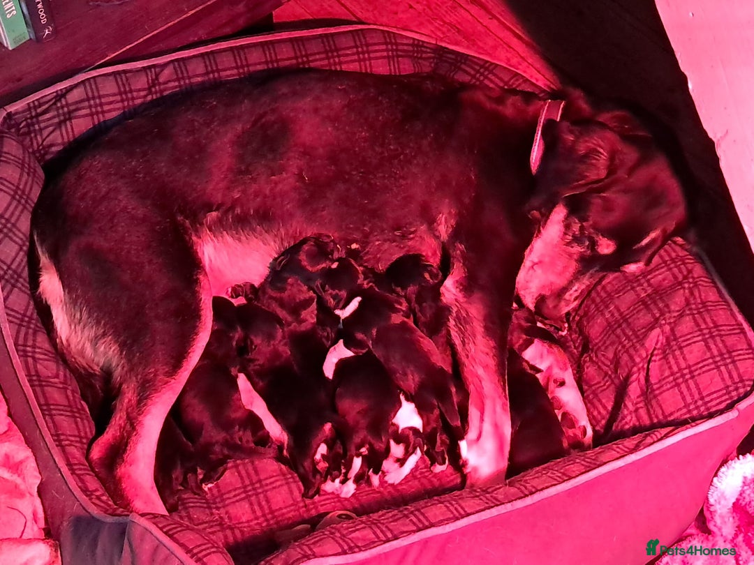 Mixed Breed dogs for sale: Beautiful Puppies. Girls & Boys. Spaniel x Collie - Advert 7