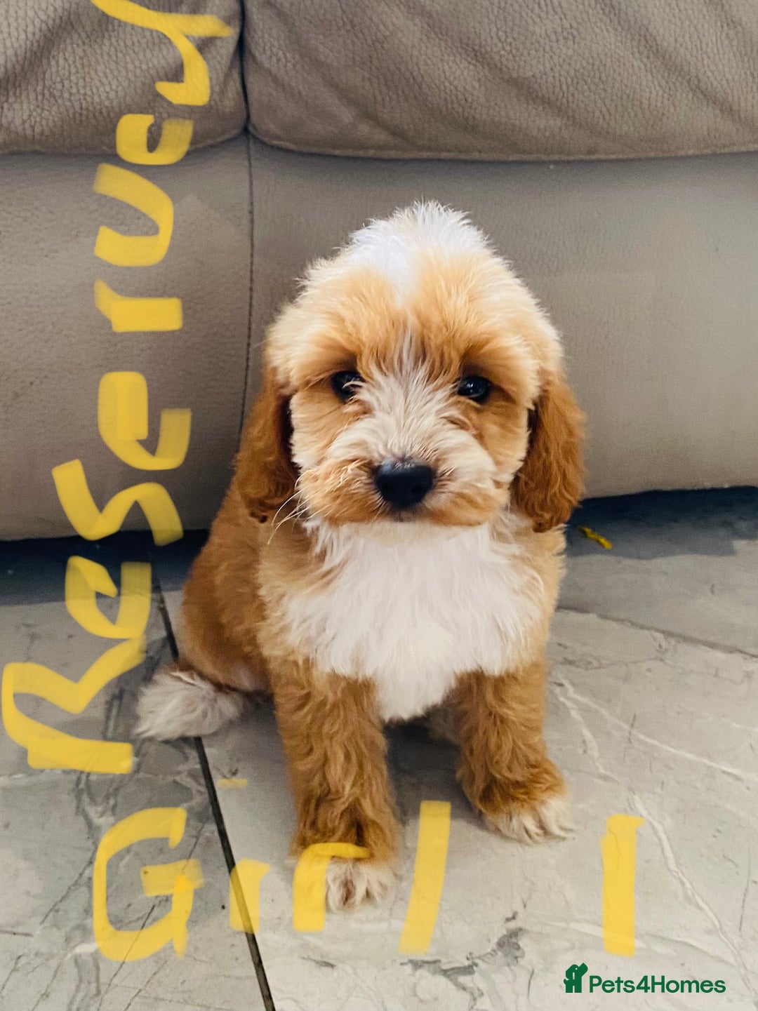 Cockapoo dogs for sale: (F1 show cockapoos (PRA CLEAR) - Image 14