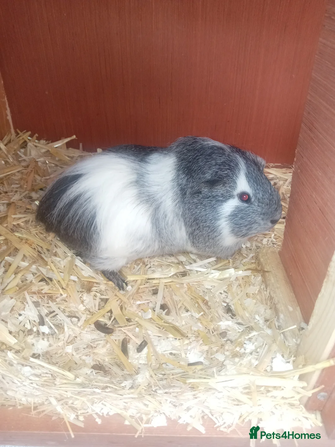 Guinea Pig rodents for sale: Guinea pigs x2 - Advert 2