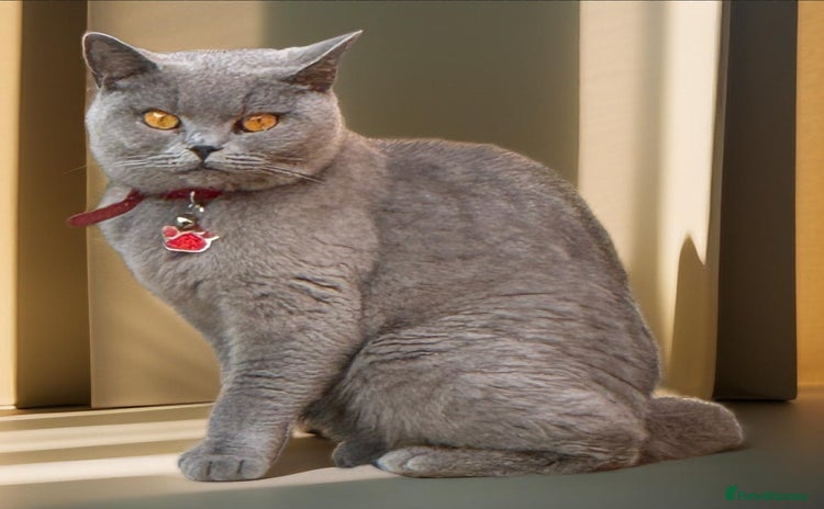 British Shorthair cats - Advert 3