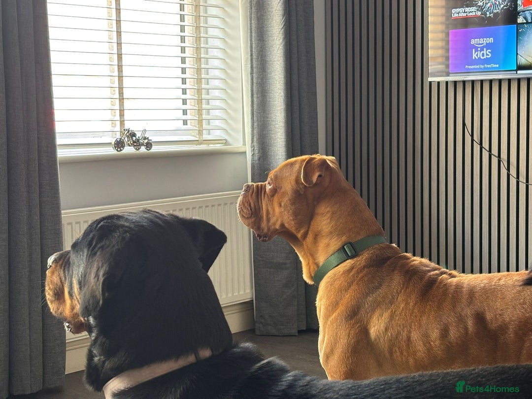 Dogue De Bordeaux dogs for sale: Bruno - Image 3