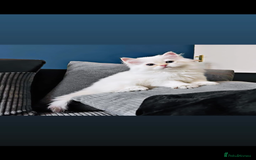 British Longhair cats for sale: ‼️🐾😍Colourpoint purebred BLH😻1 Left 🐱 - Advert 16