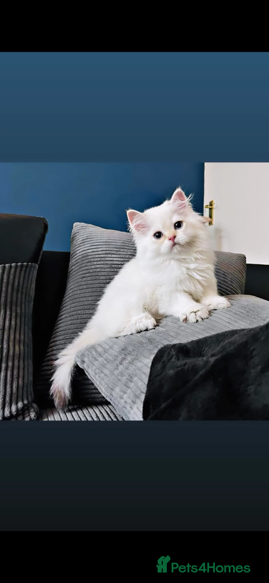 British Longhair cats for sale: ‼️🐾😍Colourpoint purebred BLH😻1 Left 🐱 - Advert 16