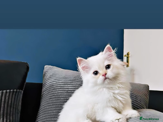 British Longhair cats - Advert 5