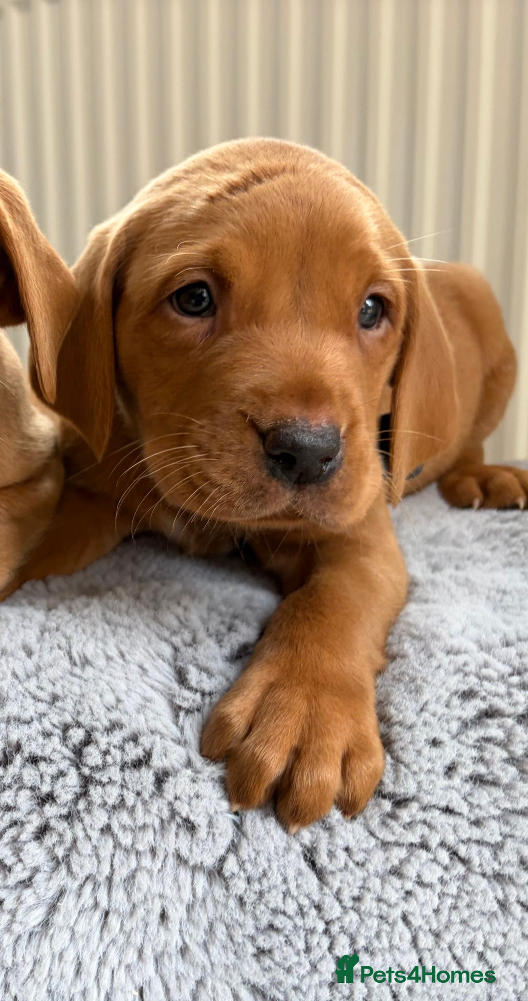 Labrador Retriever dogs for sale: Kc fox red Labrador puppies ready this weekend - Image 15