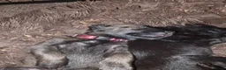 German Shepherd dogs for sale: shepinois puppies amazing litter - Advert 10