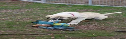 Anatolian Shepherd dogs for sale: Anatolian Shepherd Pups - KC Registered in Carluke - Advert 8