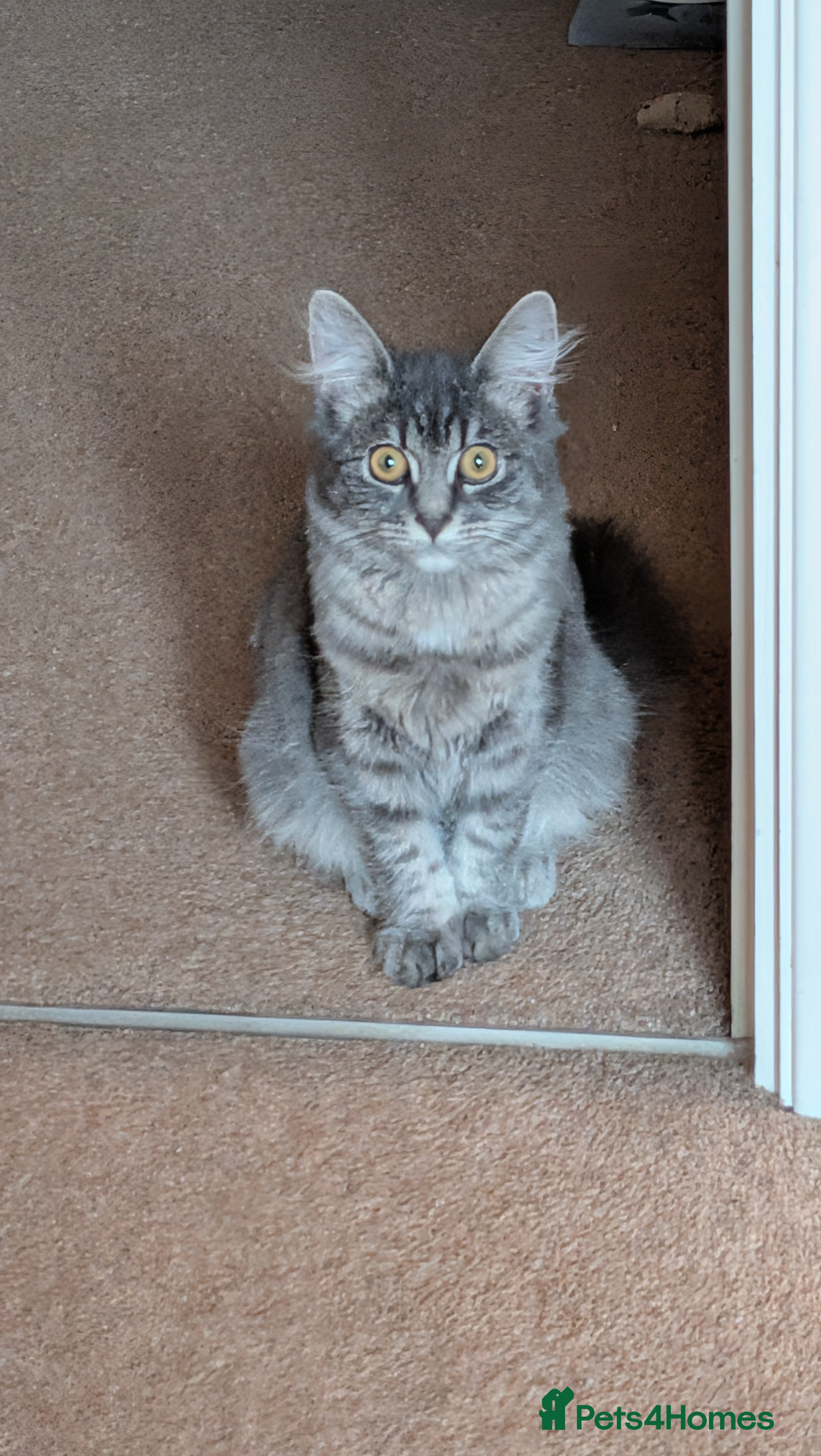 Mixed Breed cats Lizzy needs a new home.. - Advert 2