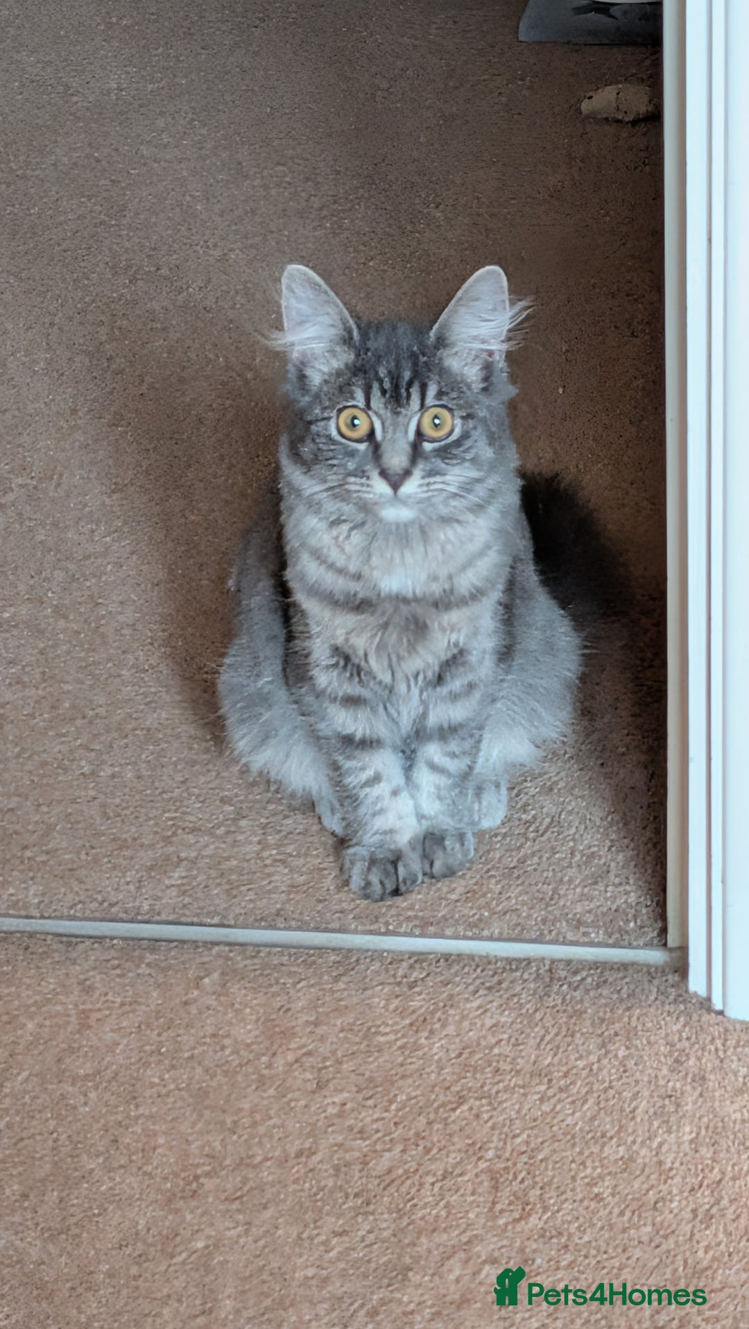 Mixed Breed cats for sale: Lizzy needs a new home.. - Advert 1