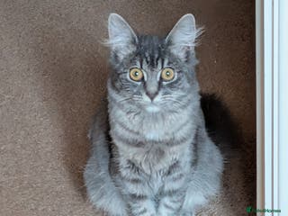 Mixed Breed cats Lizzy needs a new home.. - Advert 4