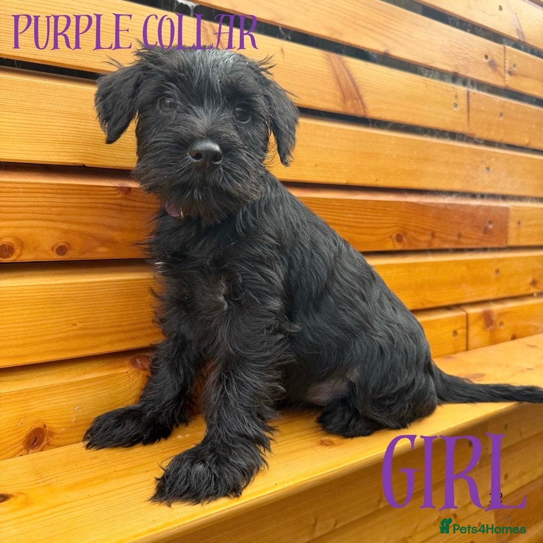Miniature Schnauzer dogs Beautiful KC Miniature Schnauzers  - Advert 2