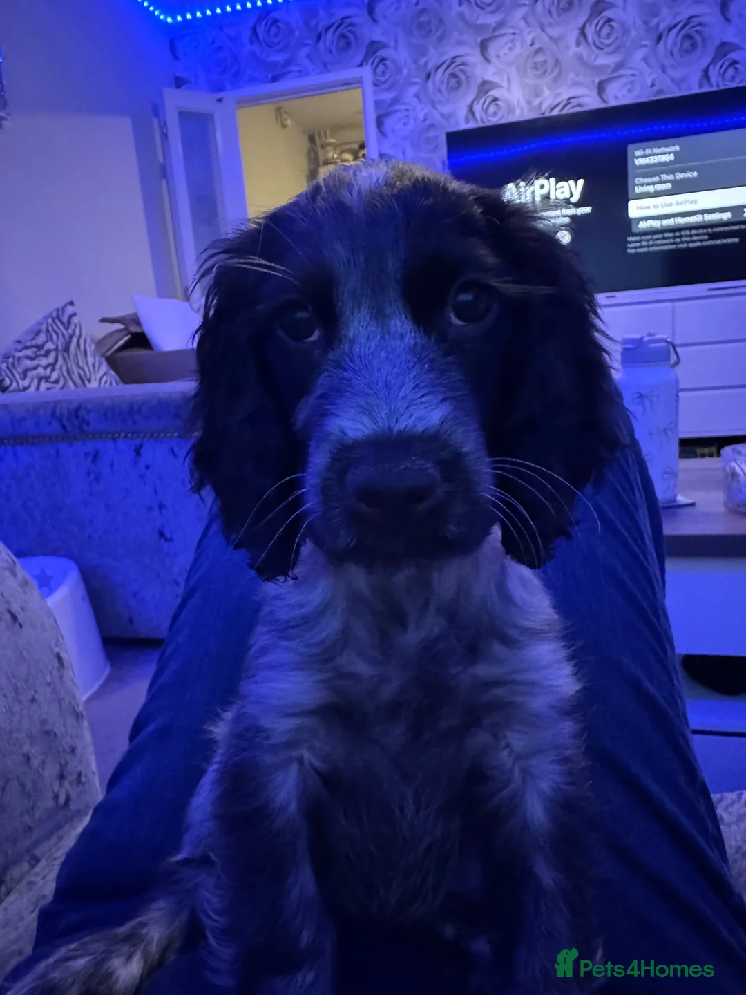 Cocker Spaniel dogs for sale:  Beautiful Litter of Show Cocker Spaniels  - Advert 2