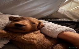 Cockapoo dogs for sale: Amazing litter of f1b cockerpoo puppies for sale - Image 10