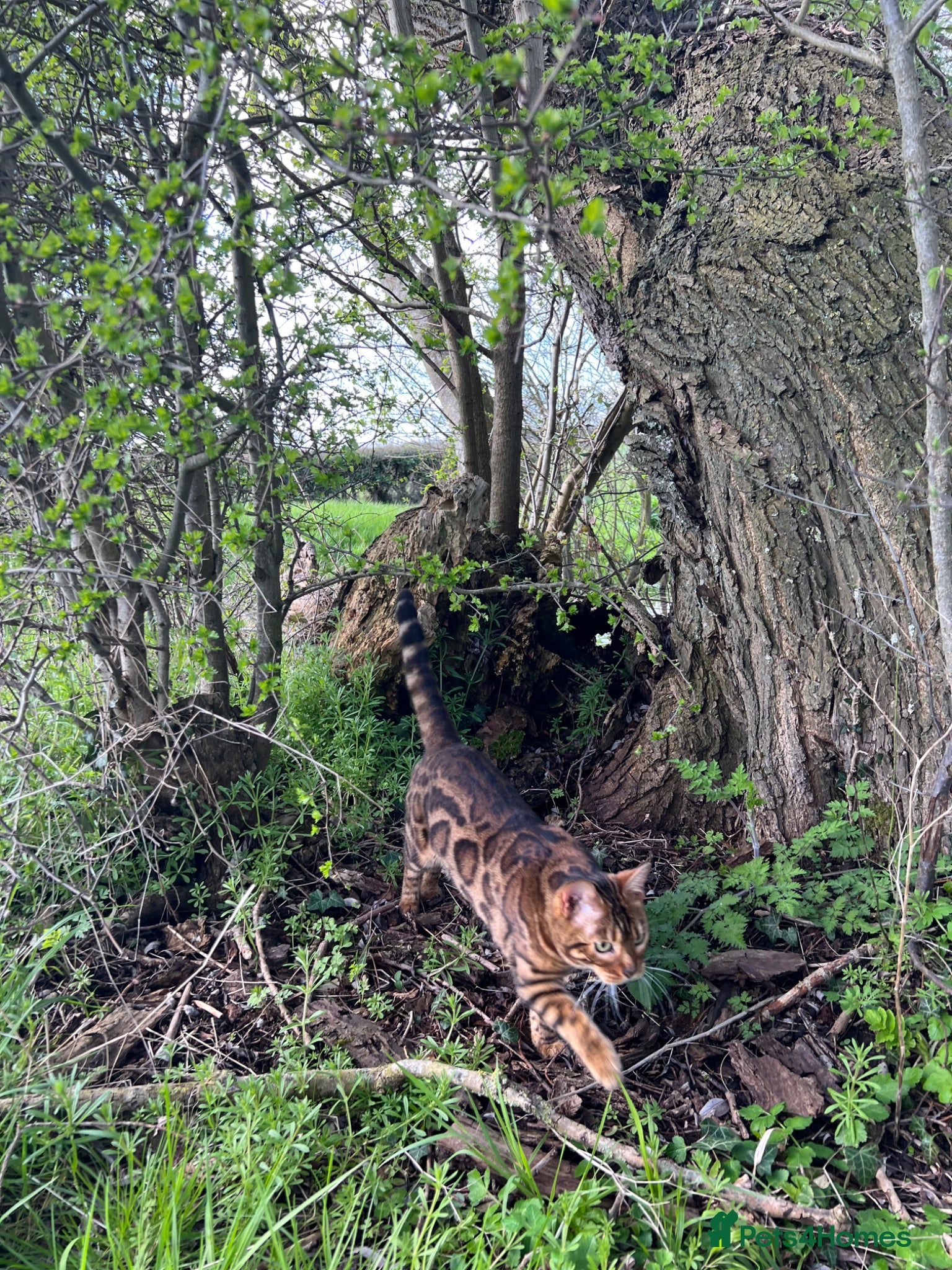Bengal cats for sale: Beautiful Bengal Female Cat - Advert 15