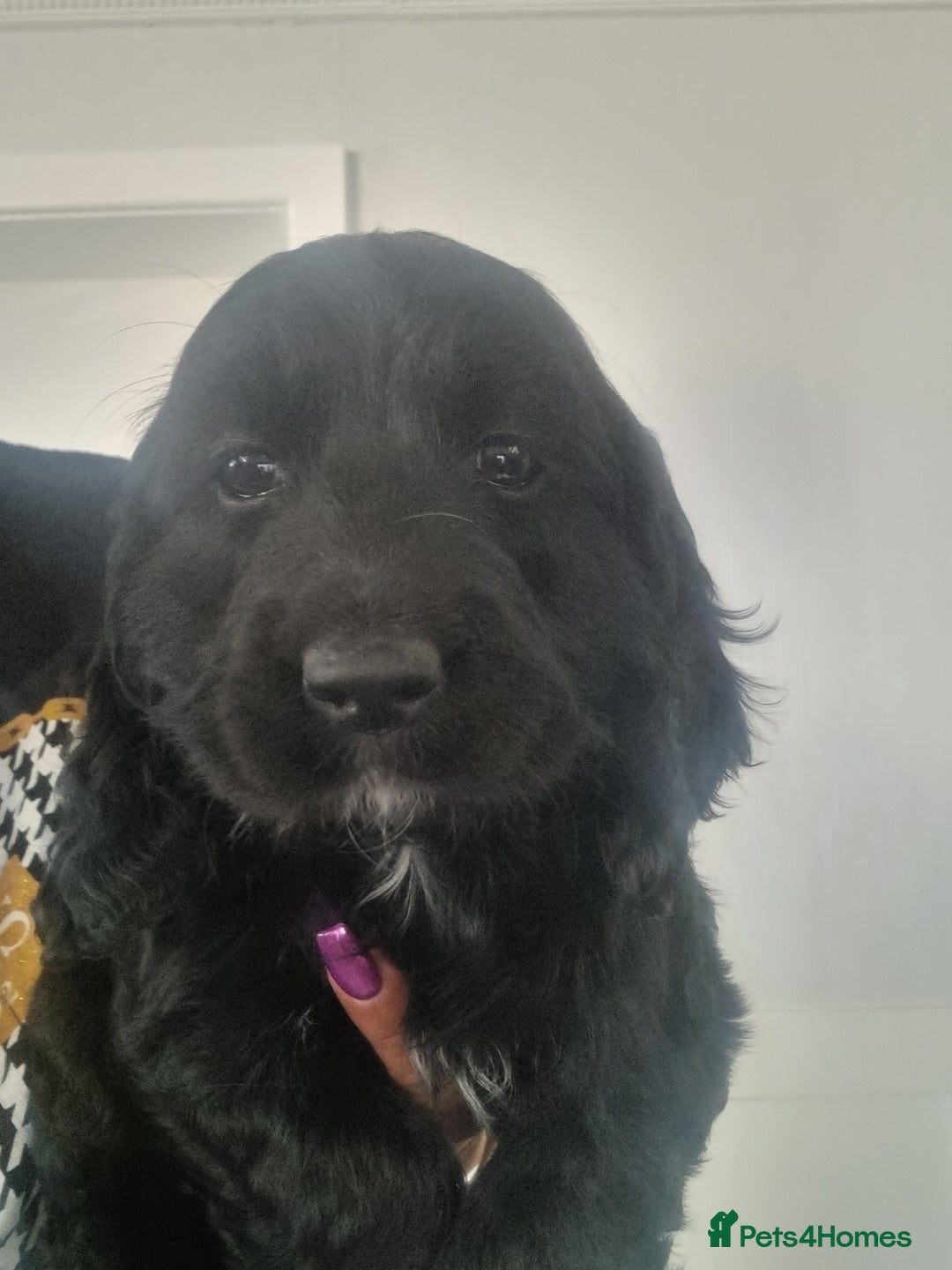 Cocker Spaniel dogs for sale: Cocker spaniel pups  - Image 6