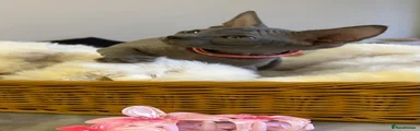 Sphynx 5