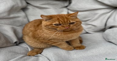 British Shorthair cats - Advert 2