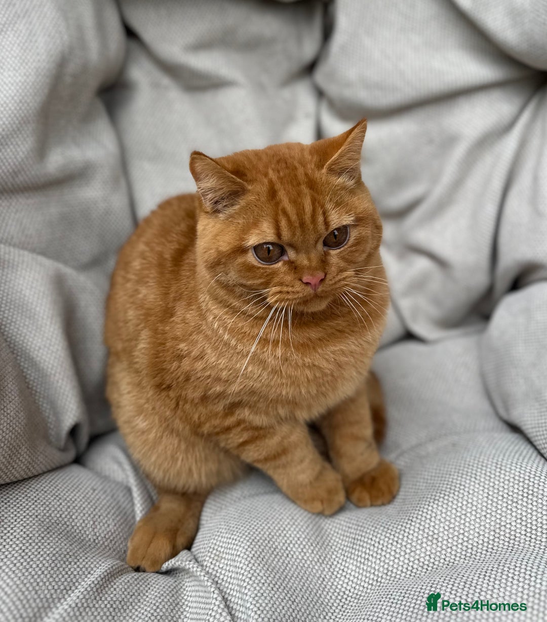 British Shorthair cats for sale: British Shorthair Chunky kittens - Image 3