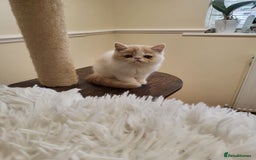 Exotic cats for sale: Registered Brothers  - Image 22