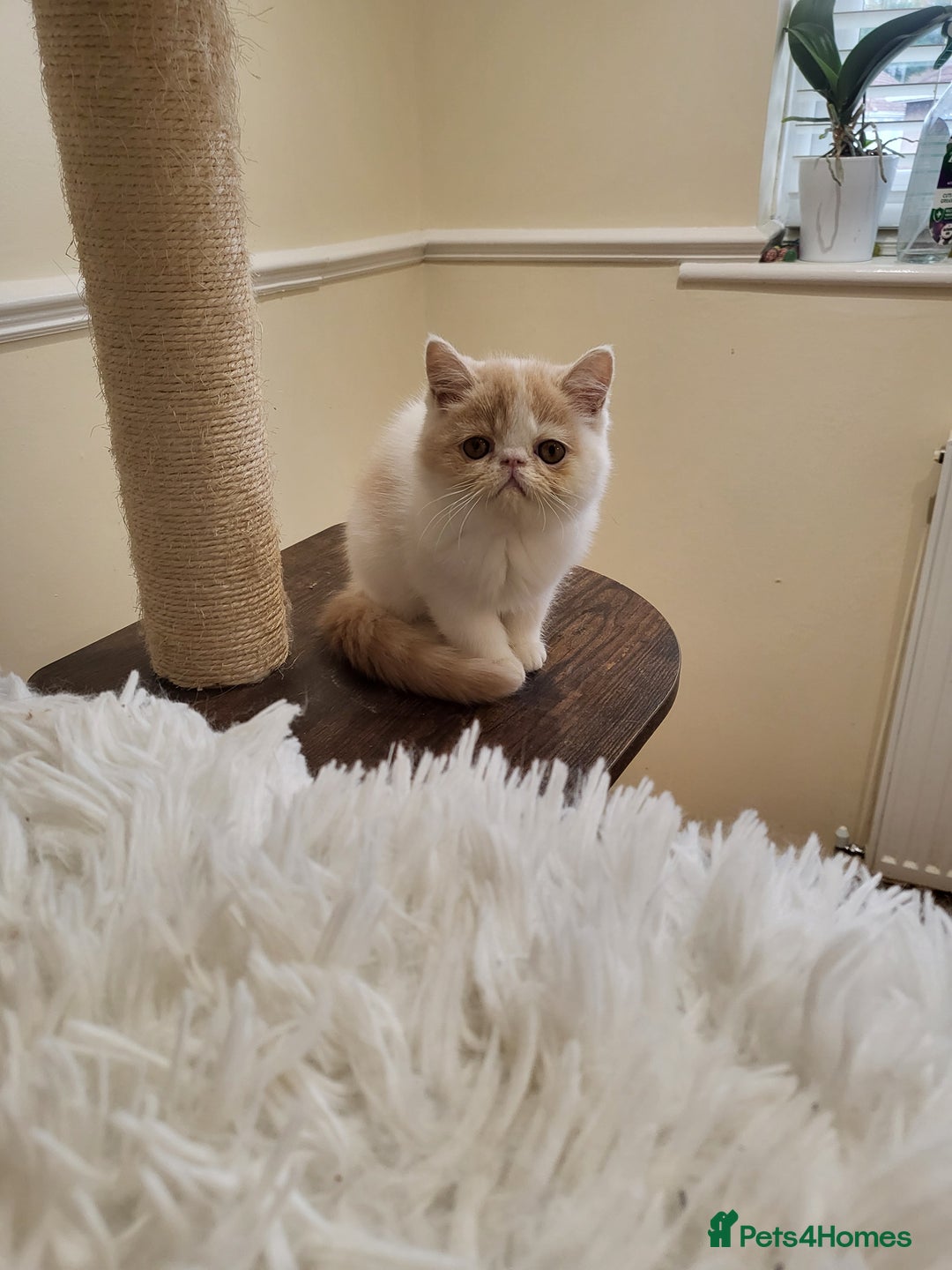 Exotic cats for sale: Registered Brothers  - Image 22