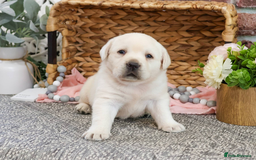 Labrador Retriever dogs for sale: Yellow Labrador Puppy - Image 5