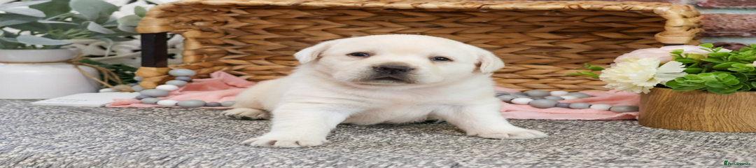 Labrador Retriever Puppy 2