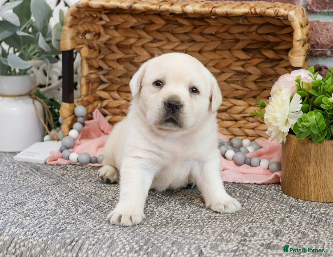 Labrador Retriever dogs for sale: Yellow Labrador Puppy - Image 5