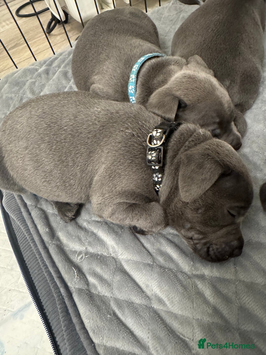 Staffordshire Bull Terrier dogs for sale: STUNNING KC REGISTERED BLUE STAFFY PUPS - Advert 10
