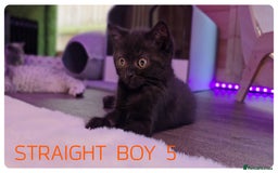 Scottish Fold cats for sale: SCOTTISH FOLD KITTENS ( DELIVERY  AVAILABLE) - Image 10