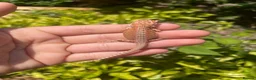 Bearded Dragon reptiles for sale: 🦎 beautiful G stripped dragons 🐉  - Advert 6