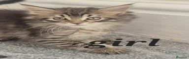 Maine Coon Kitten 5