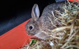 Rex rabbits for sale: 2 rex rabbits one femal and one male  - Image 5