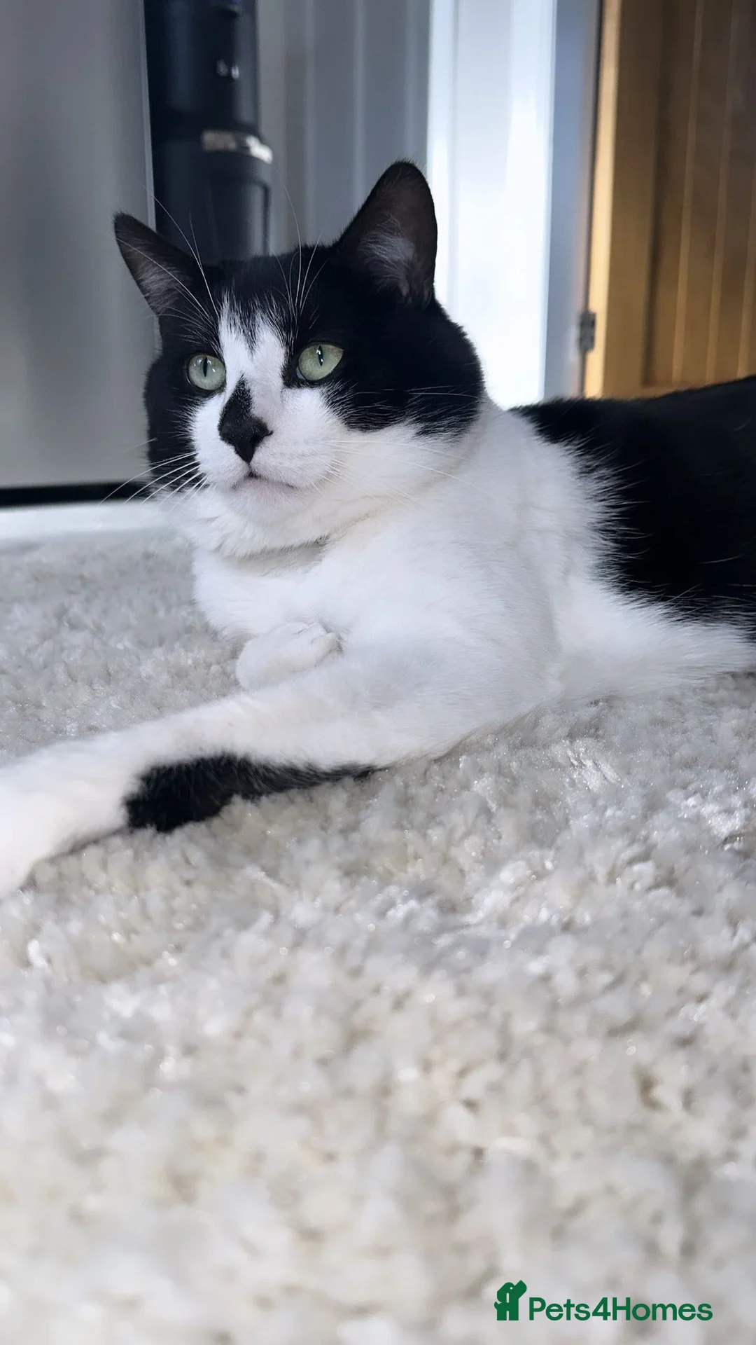 British Shorthair cats for sale: Tyson! - Advert 1
