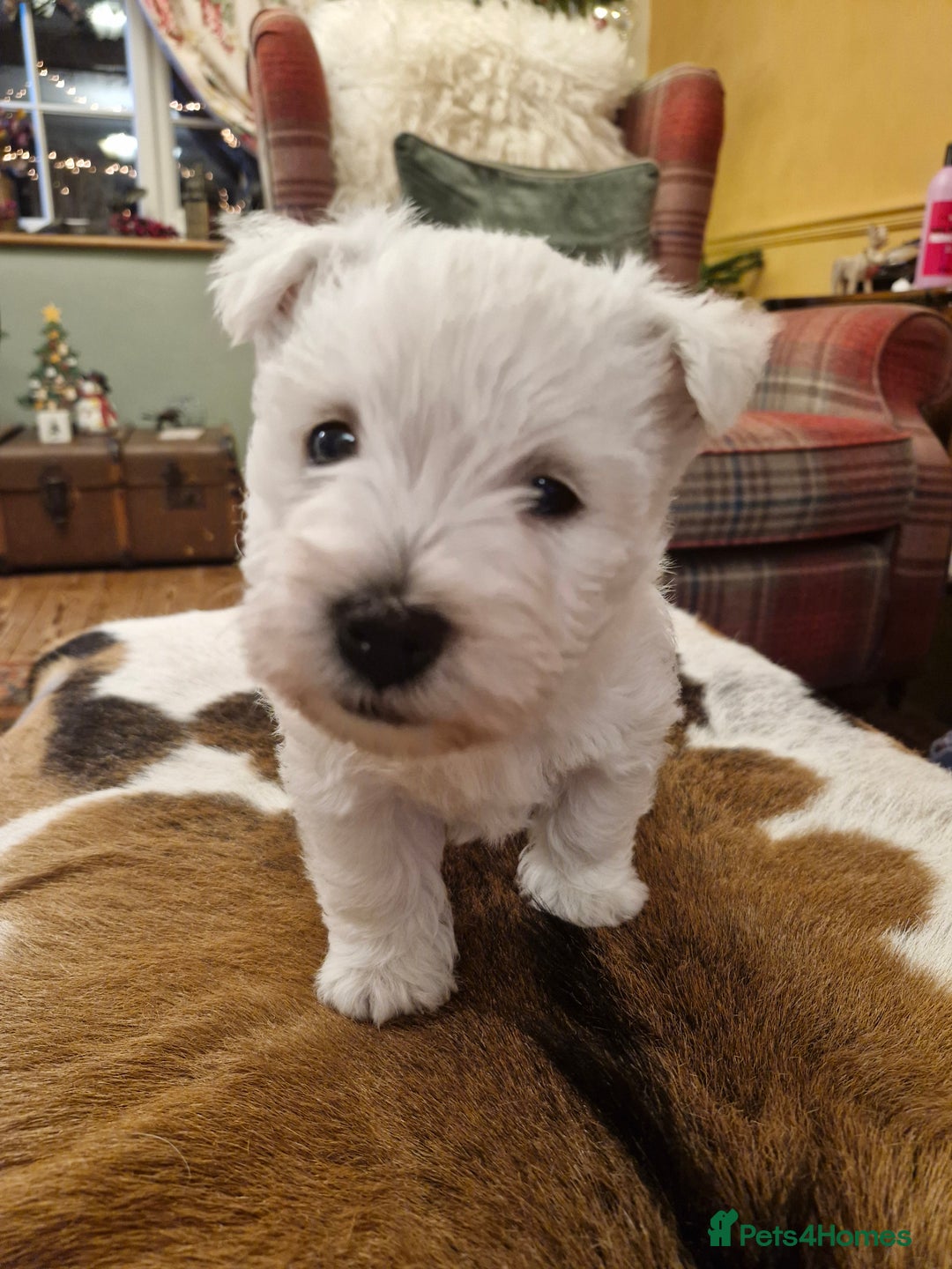 West Highland Terrier dogs for sale: WEST HIGHLAND TERRIER, BITCH PUPPIES X TWO. - Advert 4