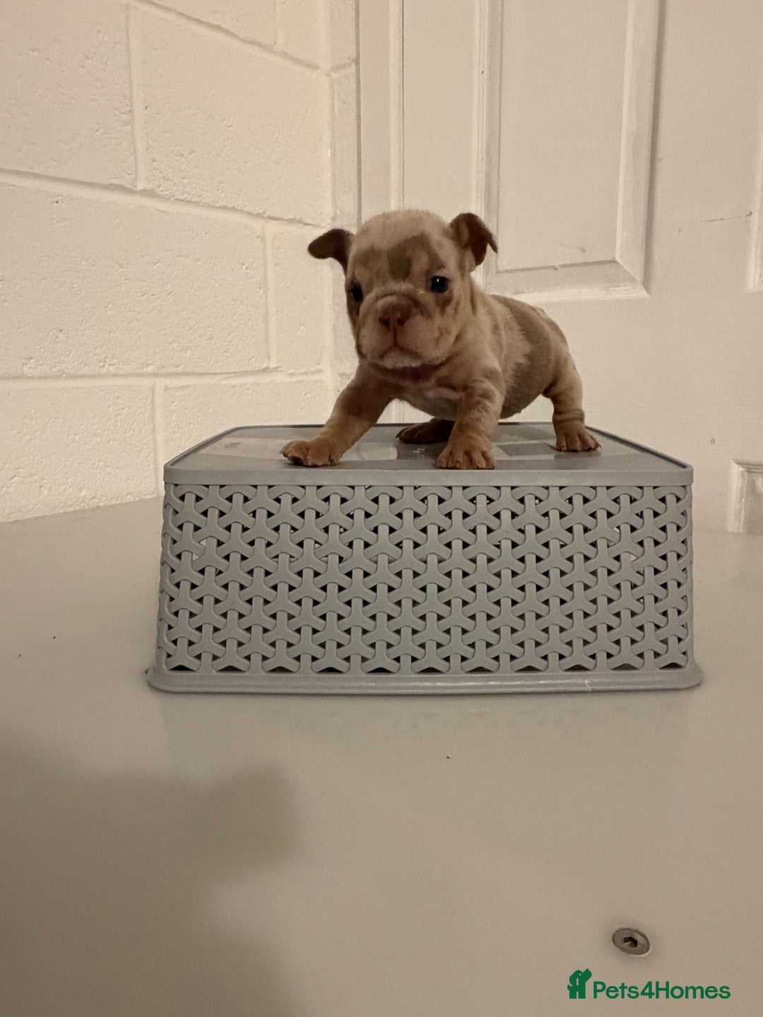 English Bulldog dogs for sale: A LITTER NOT TO BE MISSED 🔥 - Advert 10