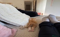 Oriental cats for sale: The Cutest Babies Hand Reared From 2 Weeks - Image 13