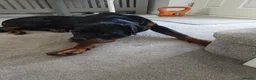 Rottweiler dogs for sale: Rottweiler (7 1/2 Months old) - New Home needed - Advert 2