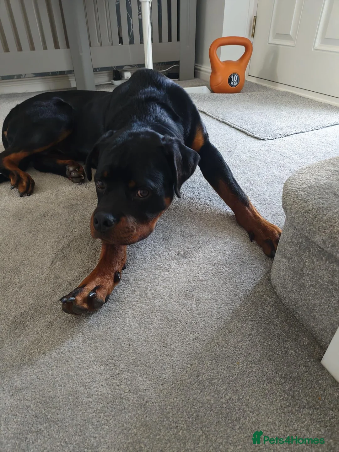 Rottweiler dogs for sale: Rottweiler (7 1/2 Months old) - New Home needed - Advert 2