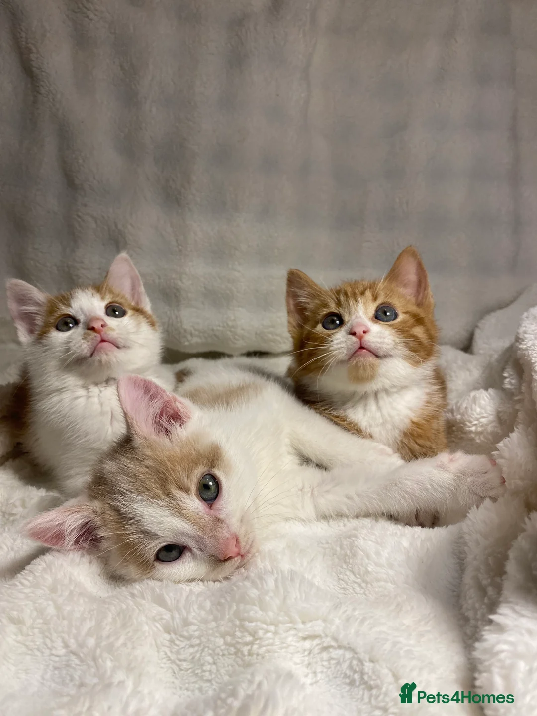 Mixed Breed cats for sale: 3 Adorable Male Kittens Ready For Their New Home🏡 - Advert 3