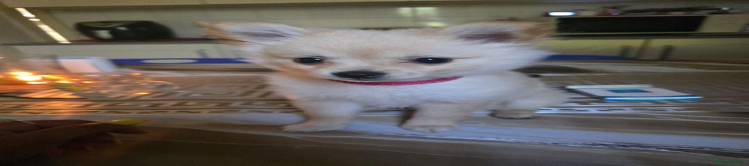 Pomeranian Puppy 1