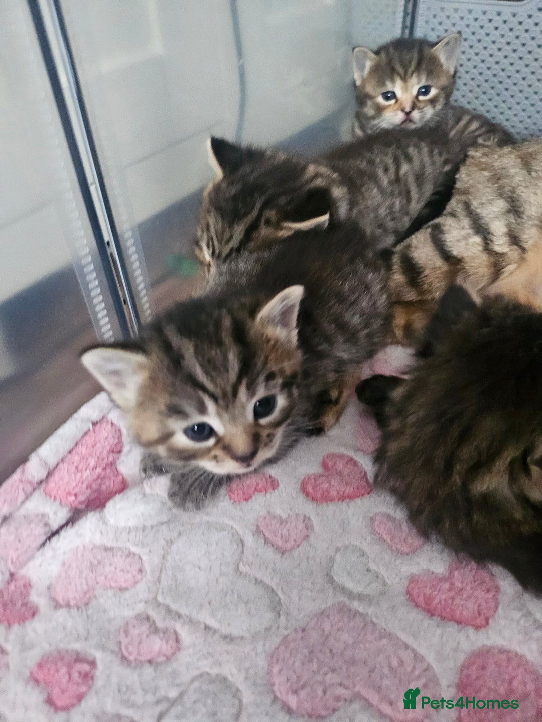 European cats for sale: 4 beautiful kittens looking for the New 🤎 home  - Image 32