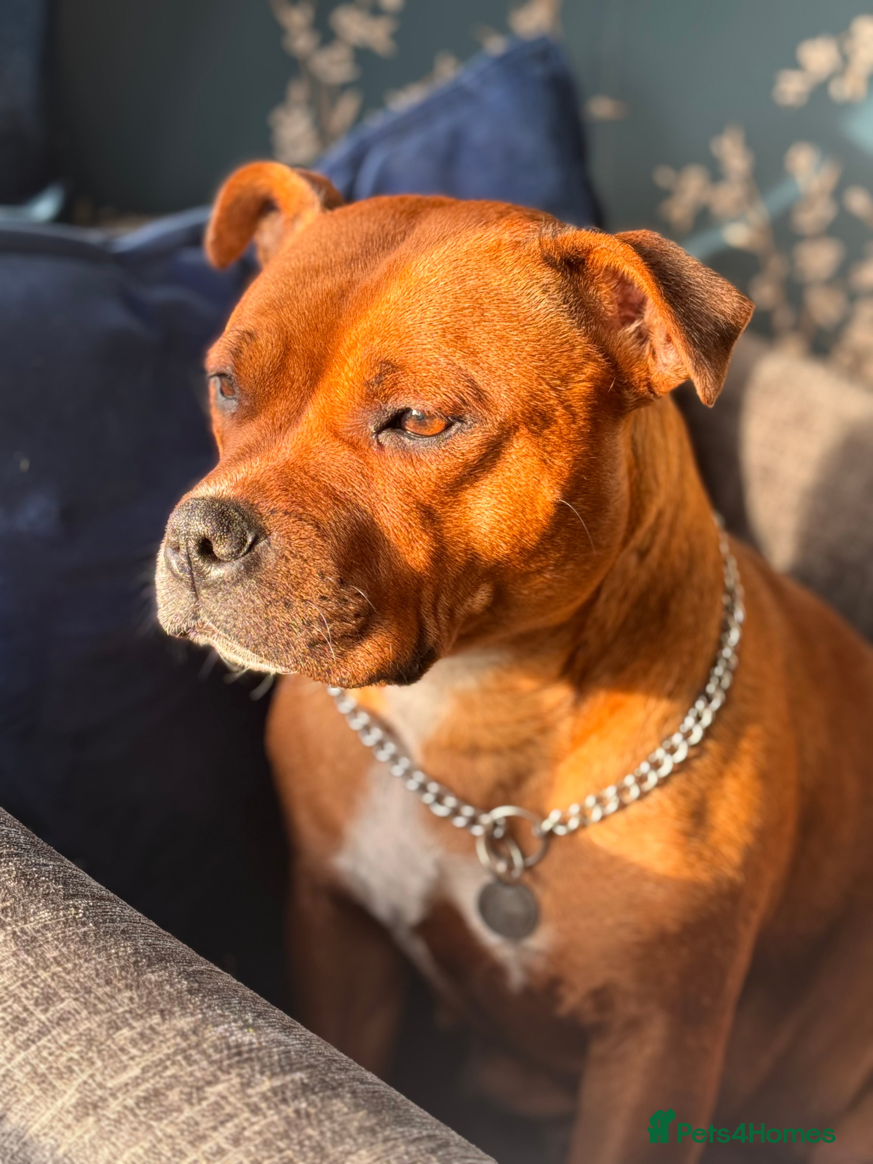 Staffordshire Bull Terrier dogs KC registered red Staffordshire bull terrier pups - Advert 12