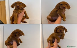 Hungarian Vizsla dogs for sale: KC regarding Hungarian Vizsla puppies - Image 1